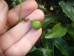 Cissus alata