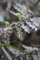Pterostylis brumalis