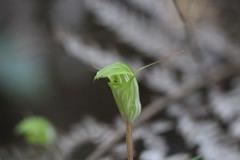 Pterostylis brumalis