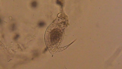 Colurella
