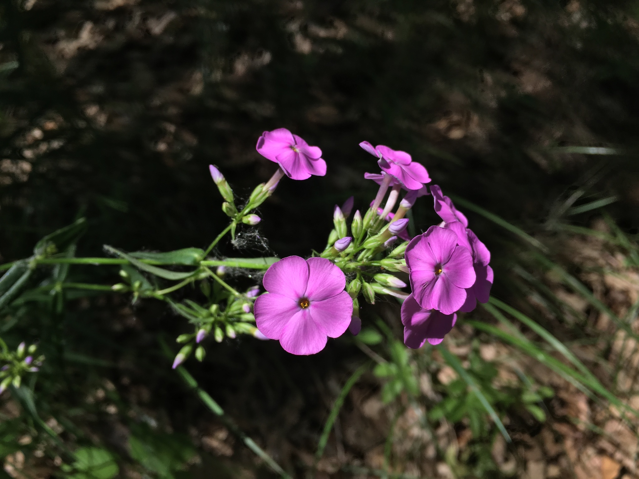 Phlox glaberrima ssp. interior