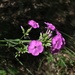 Marsh Phlox - Photo (c) Erik Attaway, some rights reserved (CC BY-NC), uploaded by Erik Attaway