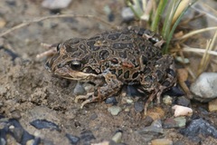 Pleurodema marmoratum