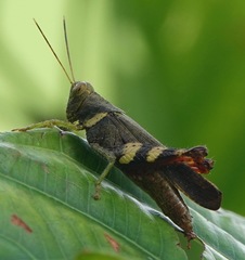 Apalacris varicornis