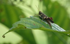 Apalacris varicornis
