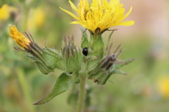 Parexochomus nigromaculatus