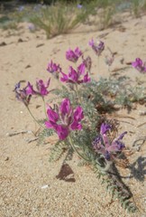 Oxytropis lanata
