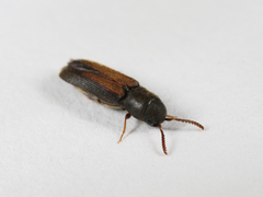 Isorhipis obliqua