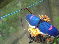 Heliconius erato cyrbia