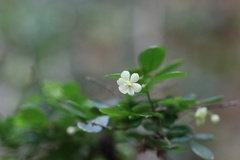 Synostemon albiflorus