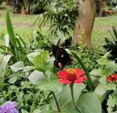 Parides erithalion