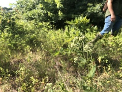 Eupatorium pubescens