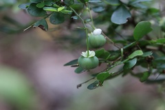 Synostemon albiflorus