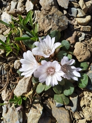 Lewisia kelloggii