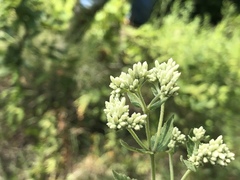 Eupatorium pubescens