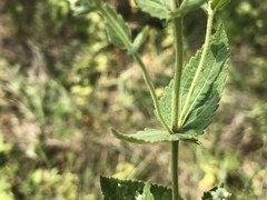 Eupatorium pubescens