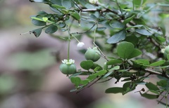 Synostemon albiflorus