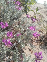 Oxytropis lanata