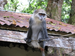 Cercopithecus mitis albogularis