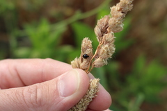 Parexochomus nigromaculatus