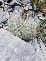 Rapicactus beguinii