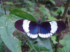 Heliconius cydno alithea