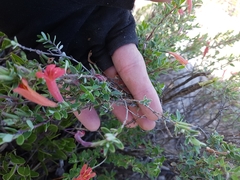 Poliomintha longiflora