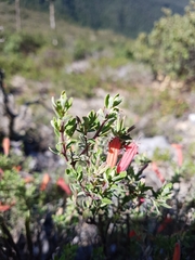 Poliomintha longiflora