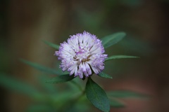 Centratherum riparium