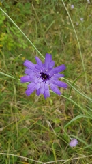 Catananche