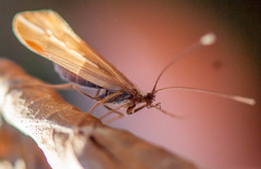 Psychoglypha