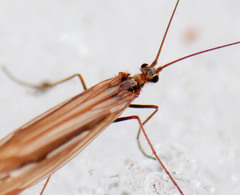Psychoglypha