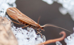 Psychoglypha