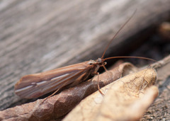 Psychoglypha