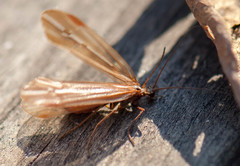 Psychoglypha