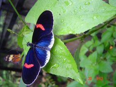 Heliconius erato cyrbia
