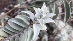 Pantomorus albosignatus