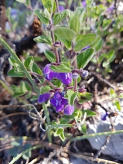 Scutellaria potosina