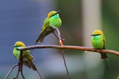 Green Bee-Eater photo 4
