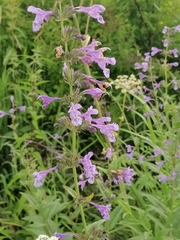 Nepeta sibirica