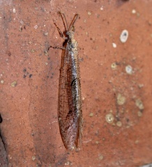 Nemoleontinae