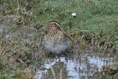 Gallinago andina