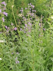 Nepeta sibirica