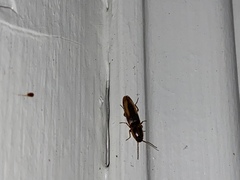 Conoderus vespertinus