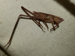 Bucrates malivolans