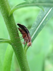 Eutreta noveboracensis