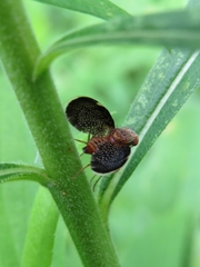 Eutreta noveboracensis