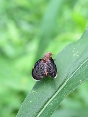 Eutreta noveboracensis