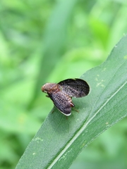 Eutreta noveboracensis