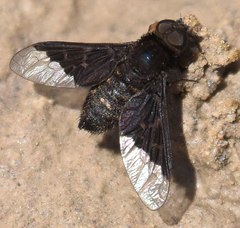 Hemipenthes seminiger